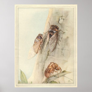 Poster CICADA - Illustration du livre d'insectes