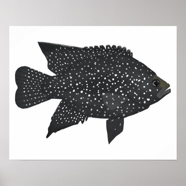 Poster Cichlid de diamant noir (Devant)
