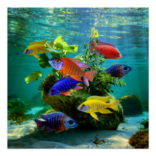 Poster Cichlids Africains Peacock Cichlid Aquarium Art