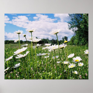 Poster Ciel de marguerite