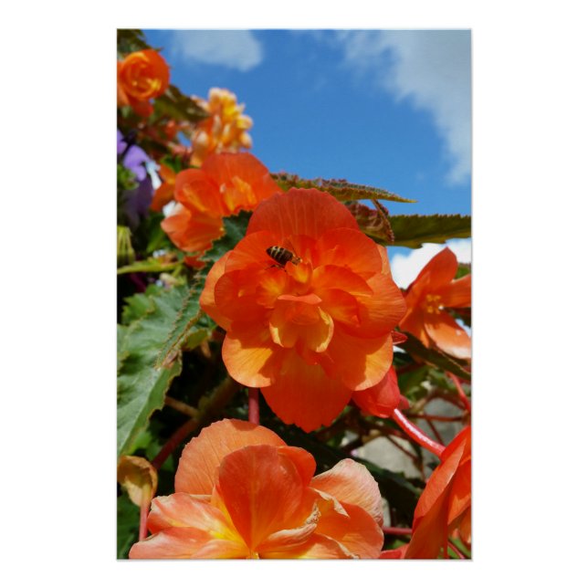 Poster ciel, fleurs et abeille (Devant)