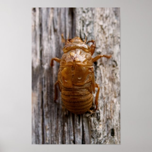 Poster Cigale (Devant)