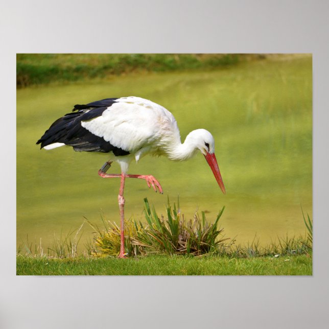 Poster cigogne blanche sur l'herbe (Devant)