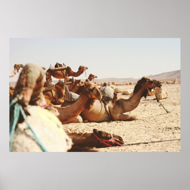 POSTER CINQ CAMELS SUR LE TERRAIN (Devant)