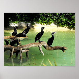 Poster Cinq cormorans au printemps