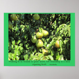 Poster Citation d'amitié d'Aristote