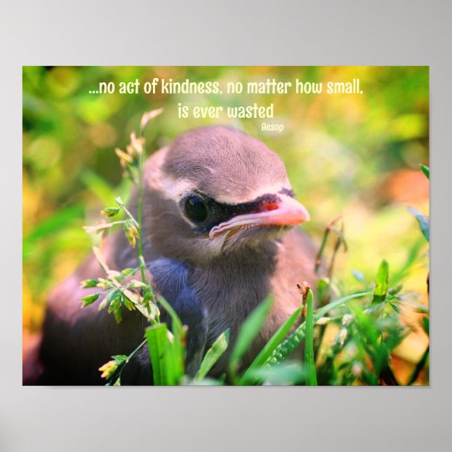 Poster Citation de gentillesse Bébé Oiseau Inspiration (Devant)