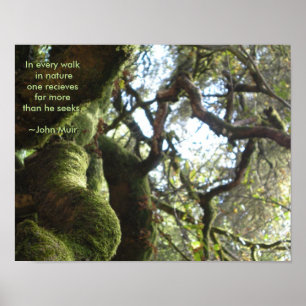 Poster Citation de Muir de chênes vivants