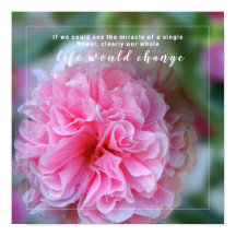 Citation de photos en rose Hollyhock