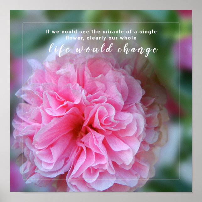 Poster Citation de photos en rose Hollyhock (Devant)