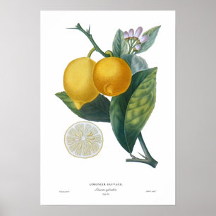 Poster Citron