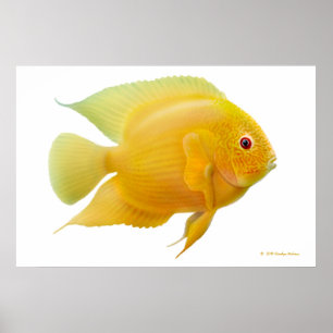 Poster Citron Gold Severum Cichlid Imprimer