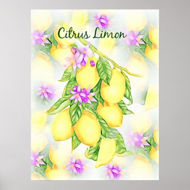 Poster Citrons Aquarelle Citrus Limon Fruit Cuisine (Devant)