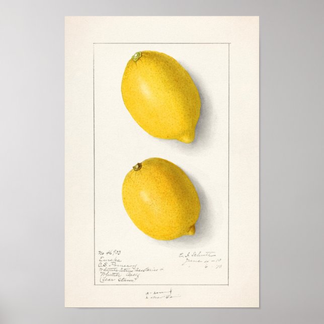 Poster Citrons (Citrus Limon) Aquarelle de fruit Peinture (Devant)