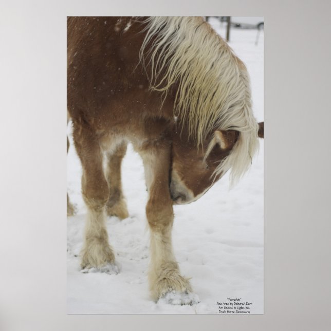 Poster Citrouille en neige (Devant)