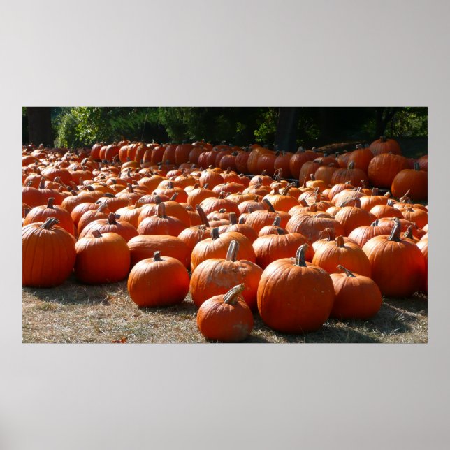 Poster Citrouille Patch Automne Harvest Photographie (Devant)
