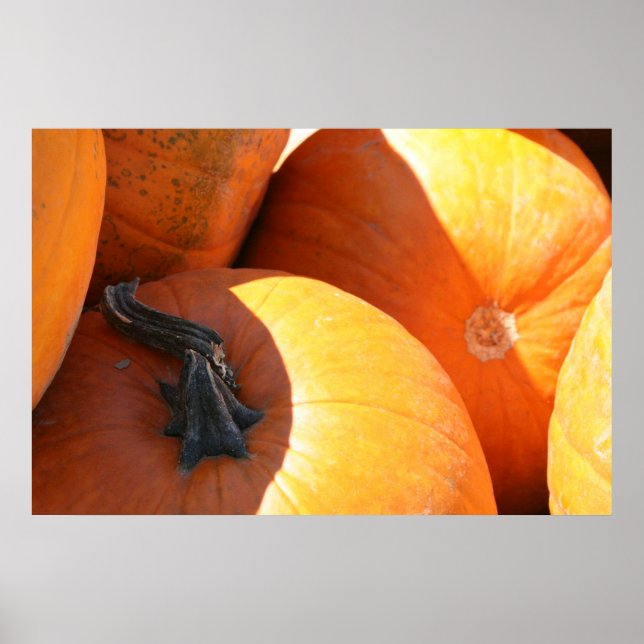 Poster Citrouilles (Devant)
