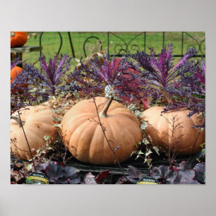 Poster Citrouilles Et Plantes Automne