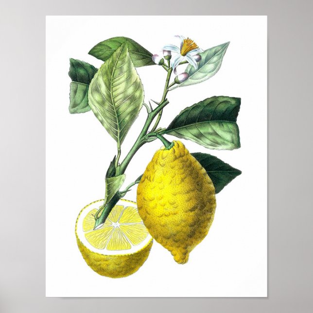 Poster Citrus Fruit Citron Botanique Imprimer n° 10 Wall  (Devant)