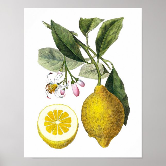 Poster Citrus Fruit Lemon Botanique Imprimer no 9 Wall Ar (Devant)
