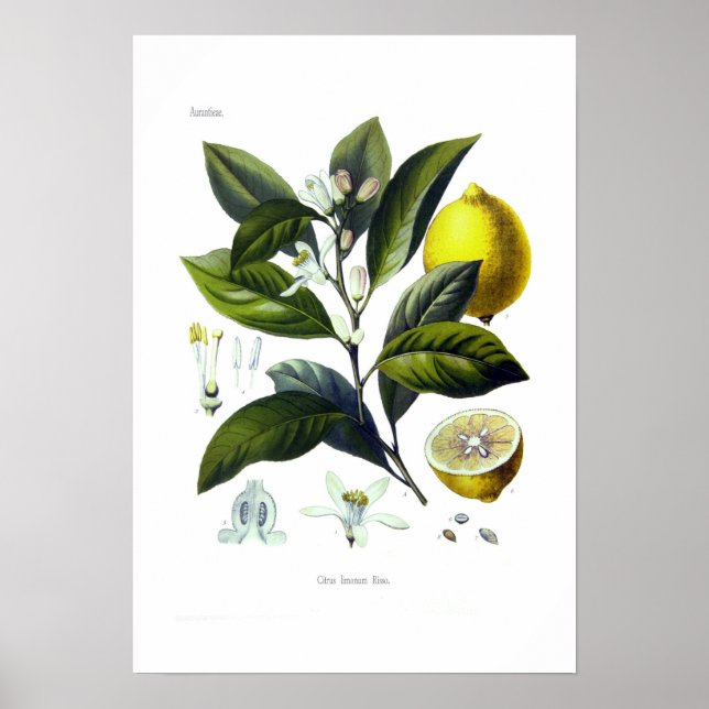 Poster Citrus limonum (citron) (Devant)