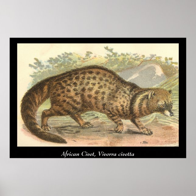 Poster Civet africain (Devant)