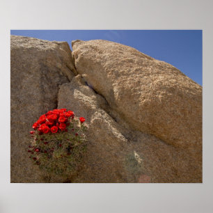 Poster Claret cup ou cactus de Mojave en fleurs