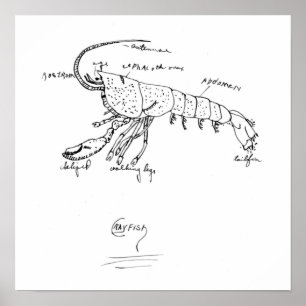 Poster classe d'anatomie des écrevisses 1925