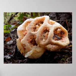 Poster Clathrus