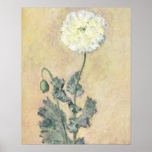 Poster Claude Monet   White Poppy