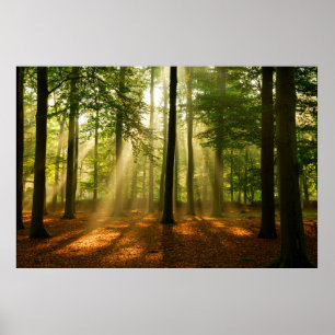 Poster Clear rays of light shining through the forest in