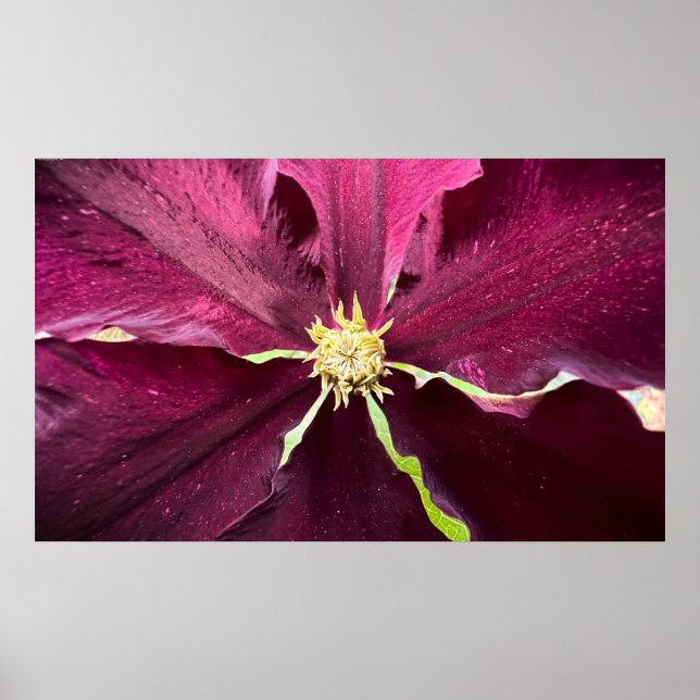 Poster Clematis (Devant)
