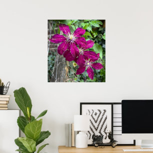 Poster Clematis,