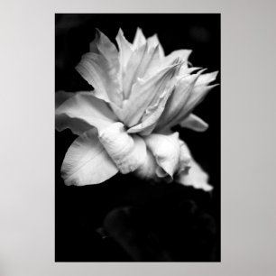 Poster Clematis 1 Photographie florale noire et blanche