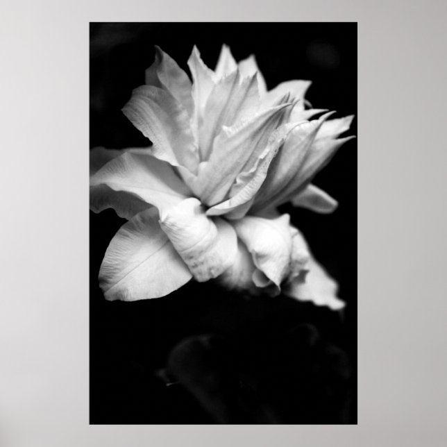 Poster Clematis 1 Photographie florale noire et blanche (Devant)