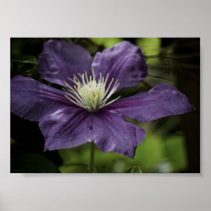 Poster Clematis 8510