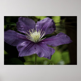 Poster Clematis 8510