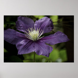 Poster Clematis 8510