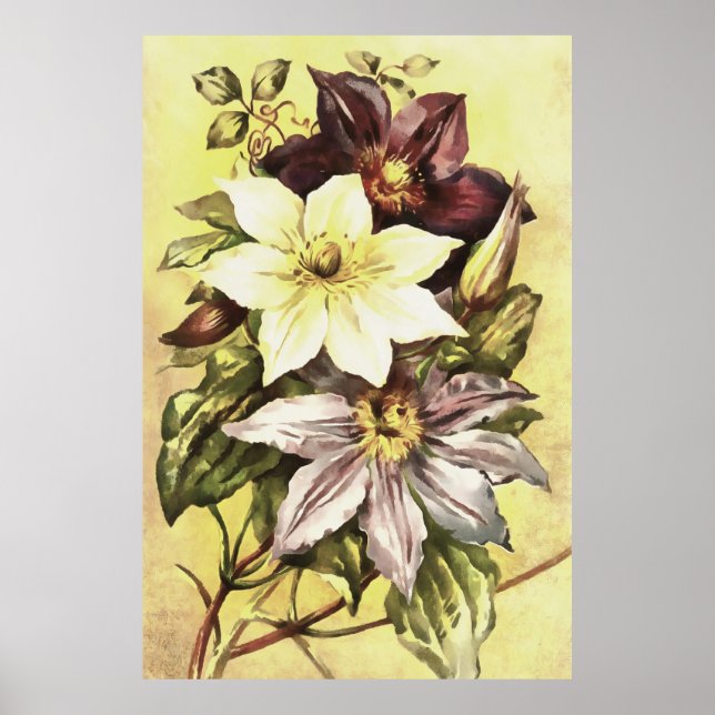Poster Clematis Flower Growers Art botanique (Devant)
