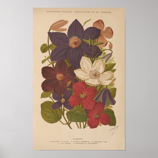 Poster Clematis | George Nicholson (Devant)