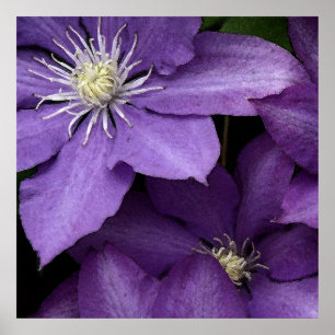Poster Clematis pourpre