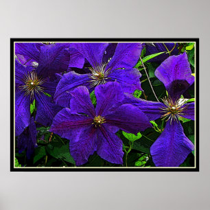 Poster Clematis pourpre