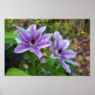 Poster Clematis Spring
