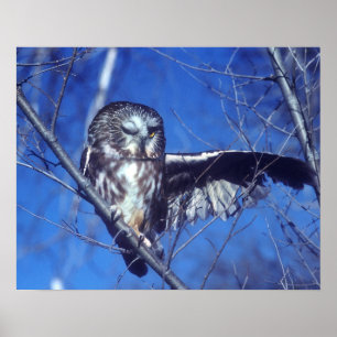 Poster Cligner de l'oeil le hibou