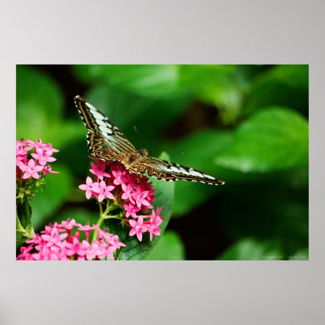 Poster Clipper sur Pentas 2 Imprimer (Devant)