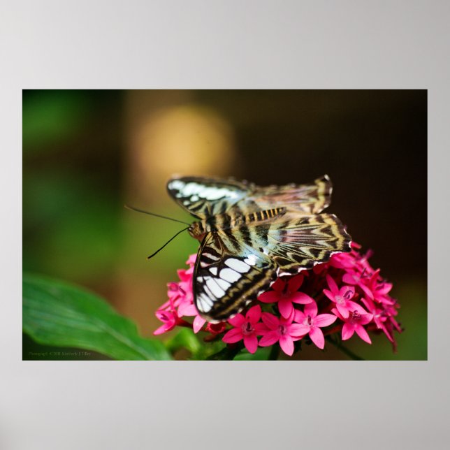 Poster Clipper sur Pentas 3 Imprimer (Devant)