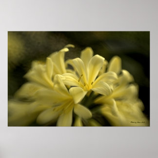 Poster Clivia jaune