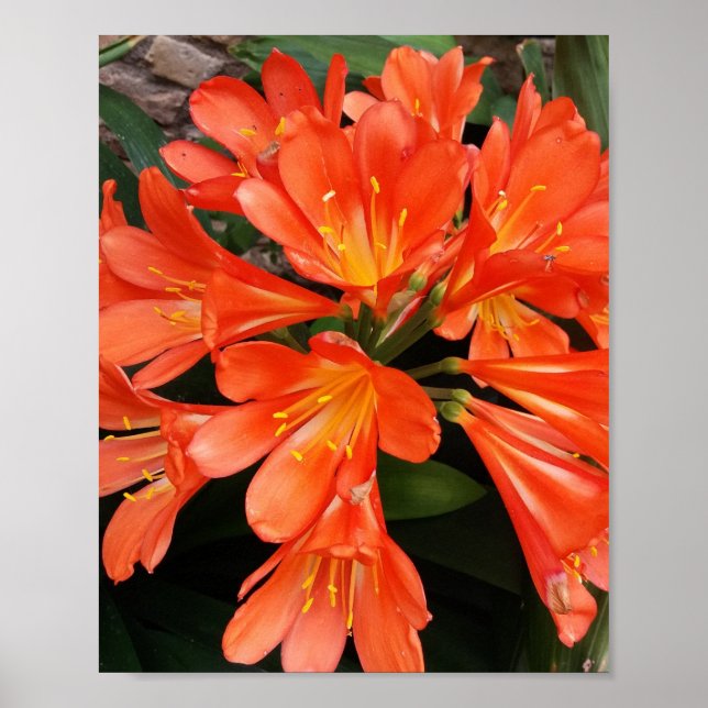 Poster Clivia Miniata - La Belle Fleur Orange (Devant)