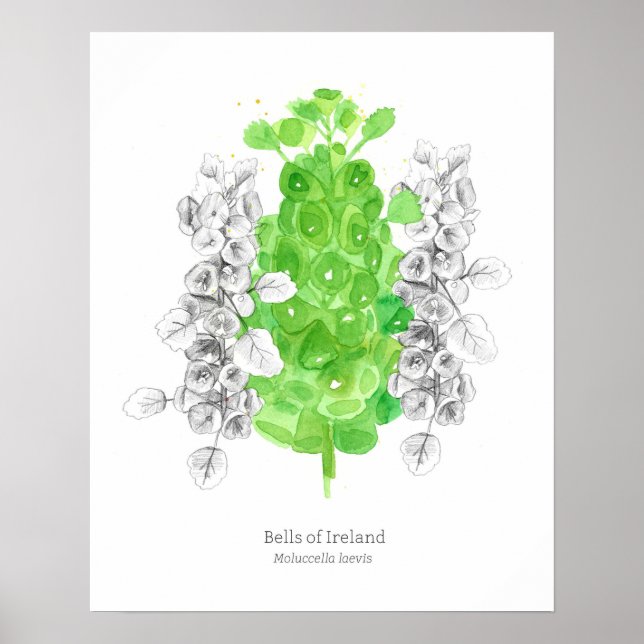 Poster Cloches d'Irlande Langue des fleurs Bonne chance (Devant)