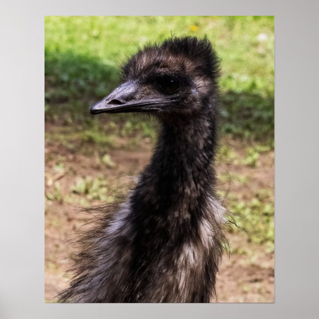 Poster Close-up of an Emu (Devant)